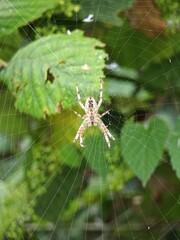 Spinne im Netz