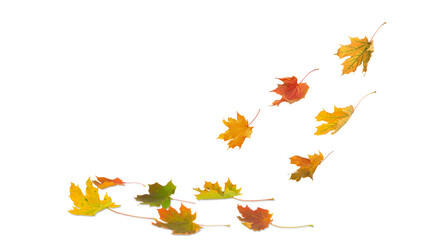  Falling autumn maple multicolored leaves cut out 