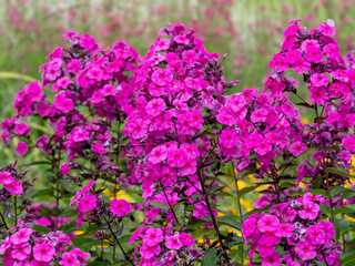 Pink flowers of Phlox paniculata Cardinal in a garden