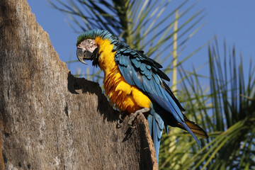 Araras de Caldas Novas - GO em seu habitat natural 