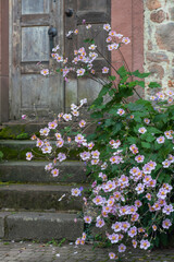 Alte Tür, Park Gebäude mit Septemberastern 