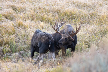 Bull and Cow Moose in the Rut in Autumn in Wyoming