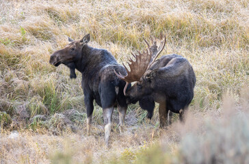 Bull and Cow Moose in the Rut in Autumn in Wyoming