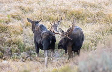 Bull and Cow Moose in the Rut in Autumn in Wyoming