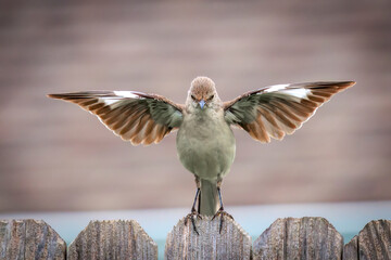 Mockingbird (Mimus polyglottos) wing display