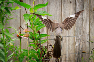 Mockingbird (Mimus polyglottos) wing display