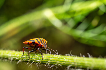 A view of a striped bug on a blade of grass