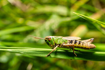A view of a grasshopper on a blade of grass