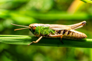Fototapeta premium A view of a grasshopper on a blade of grass