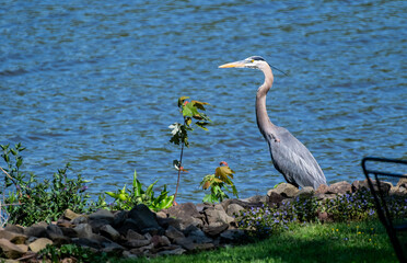 Great Blue Heron Standing by Water’s Edge on a Sunny Day