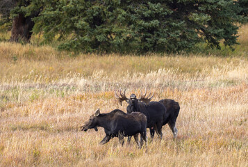 Obraz premium Bull and Cow Moose in the Rut in Autumn in Wyoming