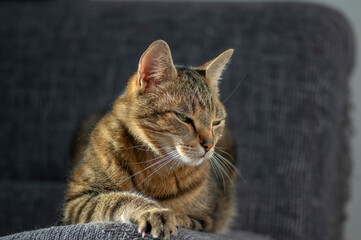 Lazy marbe domestic cat on gray sofa, eye contact, cute smart lime eyes on tabby face, handsome boy