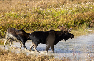 Bull and Cow Moose in the Rut in Autumn in Wyoming