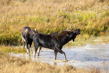 Bull and Cow Moose in the Rut in Autumn in Wyoming