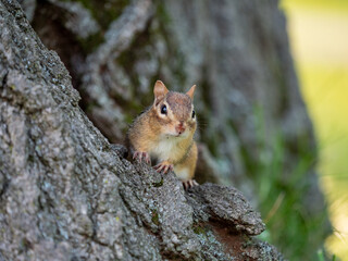 Portrait of a cute Siberian chipmunk against green blurred background