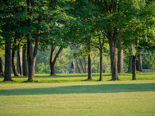 Landscape image of a tourist road in a pine forest. Pleasant relaxation for trips, Nordic walking, walking in the fresh air, away from the noise of the city, in silence and tranquility.