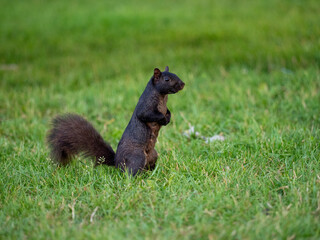 Cute baby gray squirrel looking at camera