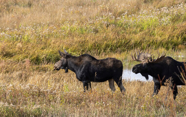 Bull and Cow Moose in the Rut in Autumn in Wyoming