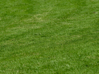 synthetic green grass, green background