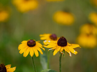 Flowers Growing in a Garden