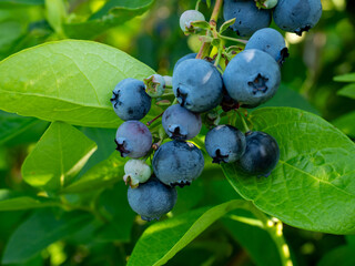 Closeup of Duke variety blueberry bushes loaded with large ripe blueberries on a u-pick farm on a sunny summer day, nutritious organic fruit, part of heathy lifestyle and diet