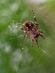 spider in a web on a blurred natural green background. Selective focus. High-quality photo Close-up macro shot of a European garden spider (cross spider, Araneus diadematus) sitting in a spider web