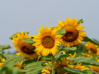 Fototapeta premium Yellow sunflowers blooming in field