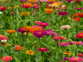 Flowers Growing in a Garden
