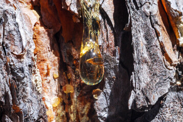 a drop of pine resin with the reflection of the sun on a tree trunk