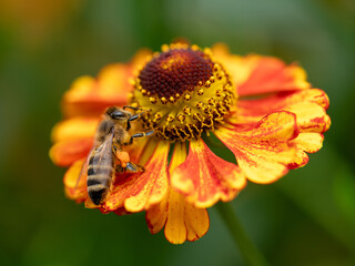 Honigbiene auf Sonnenbraut