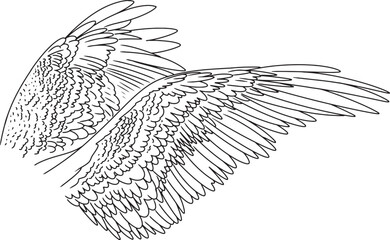 Set Png Linear outline drawing angel wings hand drawn clip art element pegasus wing bird parrot line art feathers owl eagle fairy coloring book page freedom creative concept wing contour tattoo logo