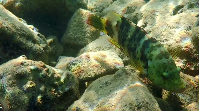 Non maturated juvenile Clown coris, it belongs to the family Labridae,  scientific name is Coris aygula, inhabits shallow waters near coral reef of the Red Sea, Middle East