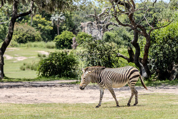 Zebra Walking in a Savanna Landscape