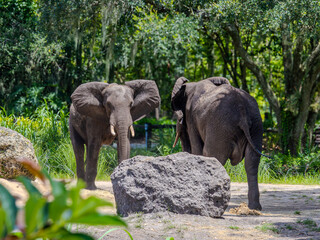 African elephants in a lush, green environment.