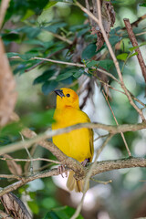 A Golden Palm Weaver. Its bright yellow feathers contrast with the intricate nest and green surroundings, highlighting its role in the natural habitat.