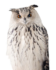 big isolated on white light eagle-owl