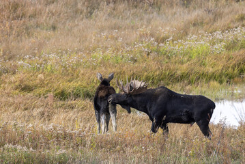 Bull and Cow Moose in the Rut in Autumn in Wyoming