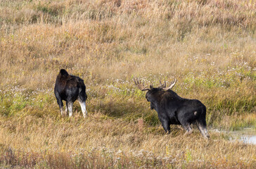 Bull and Cow Moose in the Rut in Autumn in Wyoming
