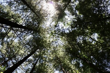 Obraz premium The tall pine trees in the forest.