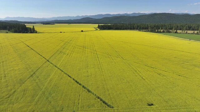 drone view over canola field