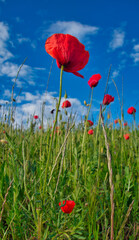 Obraz premium blüte einer Mohnblume vor blauem Himmel