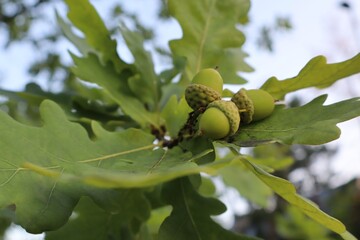Close-up of green acorns on an oak tree branch with green leaves and a blurred background