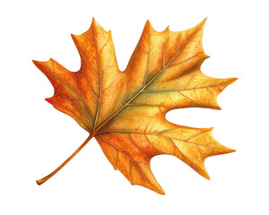 Obraz premium Sycamore autumn leaf isolated. Platanus brown foliage