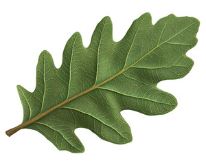 Fig leaf isolated on white background.