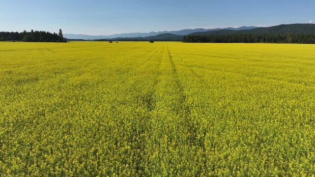 drone view over canola field