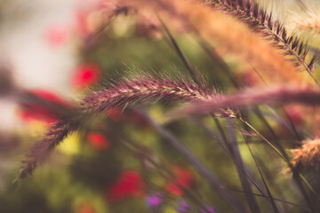 Afrikanisches Lampenputzergras (Cenchrus setaceus)