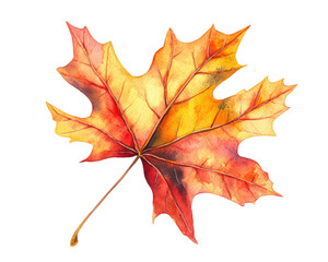 Obraz premium Sycamore autumn leaf isolated. Platanus brown foliage, big sycamore leaves on white background 