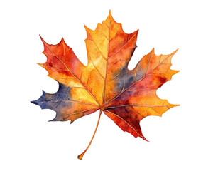 Sycamore autumn leaf isolated. Platanus brown foliage, big sycamore leaves on white background top view