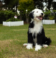 Loving gaze from a sheepadoodle puppy