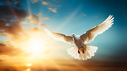 Fototapeta premium White dove in flight at sunset